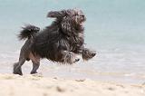 PETIT CHIEN LION 127
